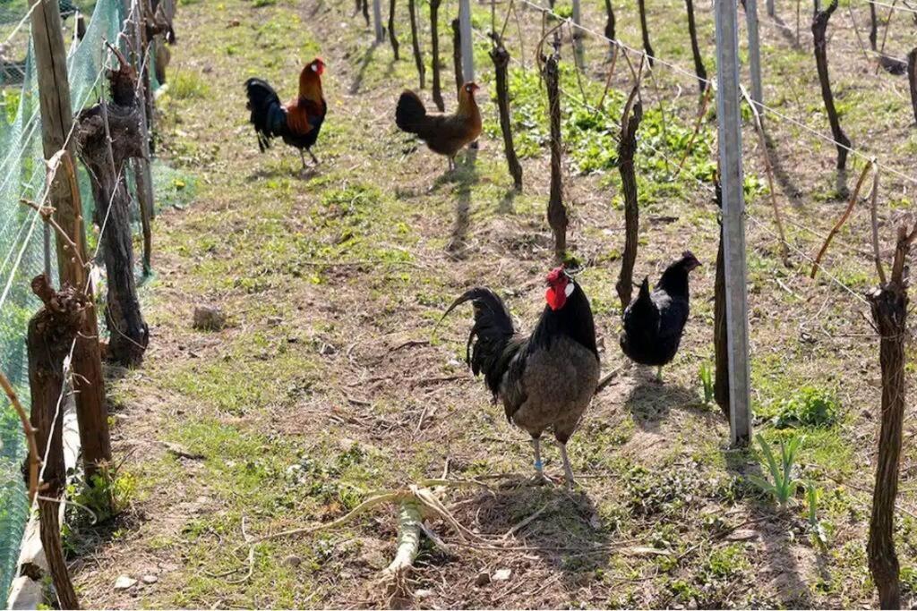 ריביווילה Gite L'Oeuf Ou La Poule, Parking Prive, Sur Domaine Viticole מראה חיצוני תמונה